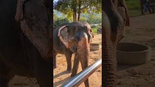 Samui Elephant Sanctuary | Слоновий заповедник на Самуи