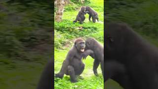 Jabali and Ringo 摔角中...