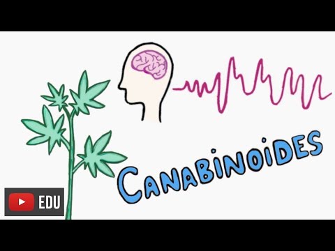 Vídeo: Como O CBD Interage Com Medicamentos