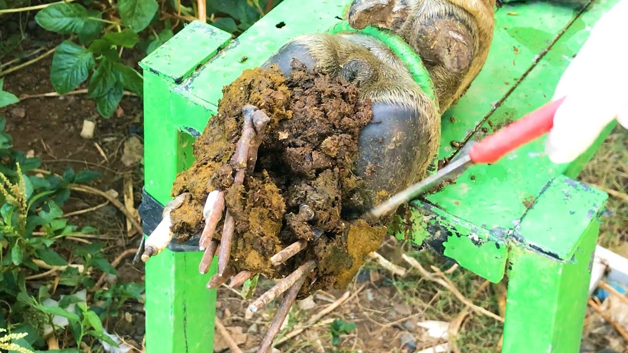 Attention was directed toward the safe removal of foreign objects nail  & screw) from the cow's hoof