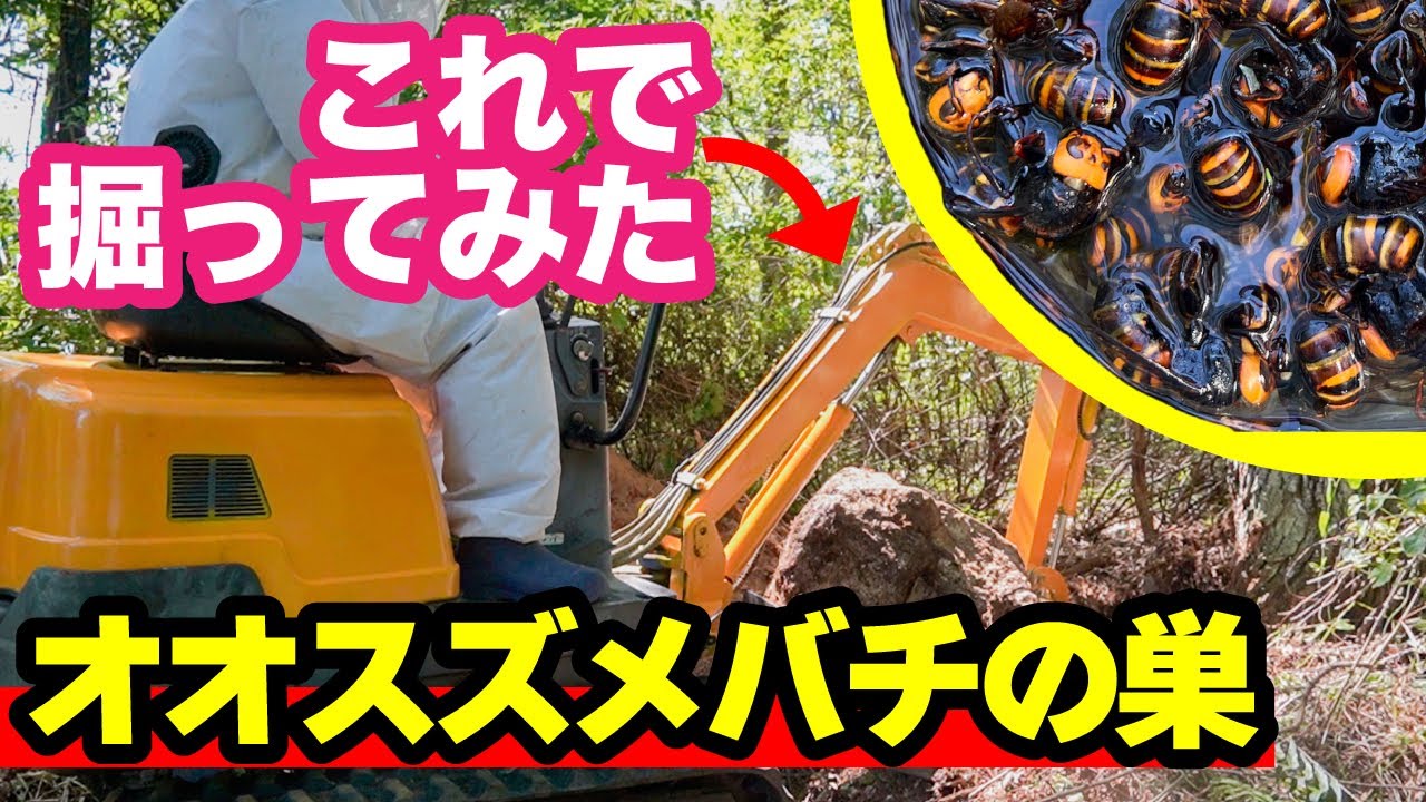 蜂の巣 本物 60cm Amazon | Neiang ハチの巣ガード 防水 3個セット 蜂の巣 ダミー