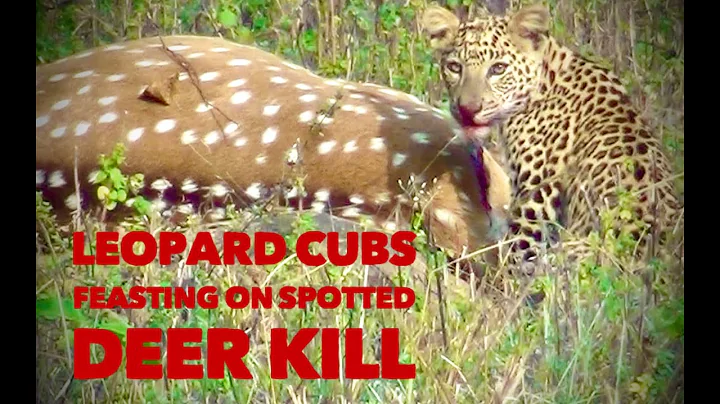 Rare footage of Leopard cub with ‘kill’