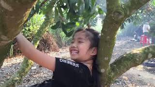 Sinh Thái Vườn Nhãn Khủng Trăm Tỷ Của Chú 8 Phê...làng Đê Chơ Gang...huyện Dakpo Gia Lai...,