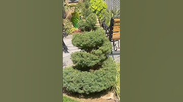 Creating A Spiral Topiary 🌳 #shorts #garden #topiary