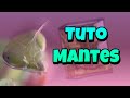 Tuto mantes religieuse fiche dlevage  mantis religiosa 