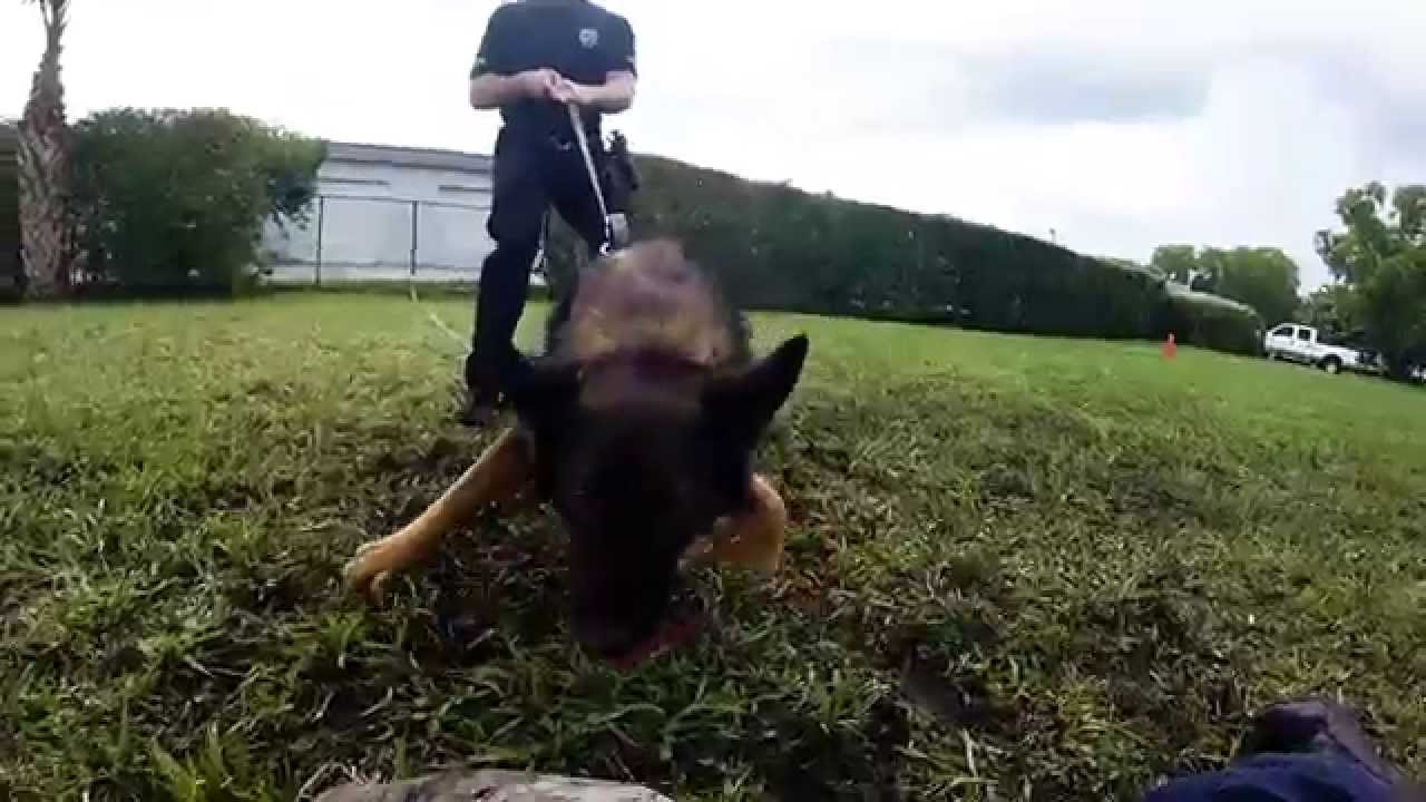Police K9 Decoy Development With Me Know!!!! YouTube