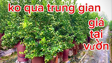 giá quất tết tại vườn không qua trung gian lh 0963280615 # quat canh #quất tết 2025