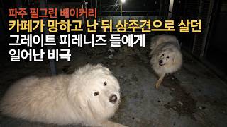 가게가 망하자 필그린베이커리 상주견들에게 일어난 비극 #파주시 #그레이트피레니즈