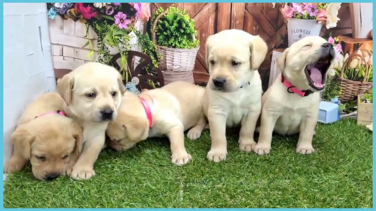 742605 ラブラドール・R - YouTube