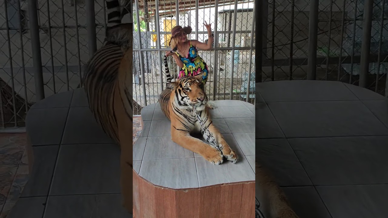 Take photos with Tiger 🐯  