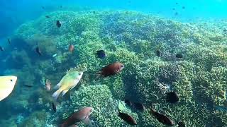 Download Lagu Lombok east gili Snorkeling MP3 Download Lagu Lombok east gili Snorkeling MP3
