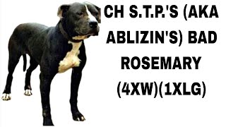 Ch S.t.p.s Aka Ablizins Bad Rosemary 4Xw1Xlg - History Of Pitbulldog Fighting