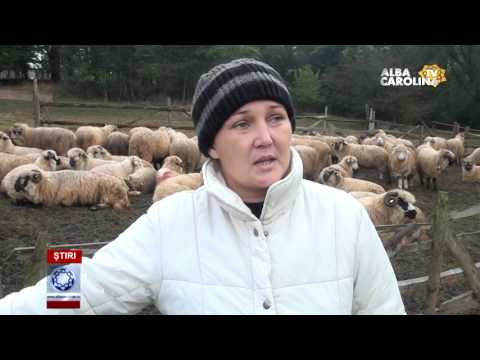 LUPII ȚIN UN SAT ÎNTREG ÎN TEROARE - AlbaCarolinaTV