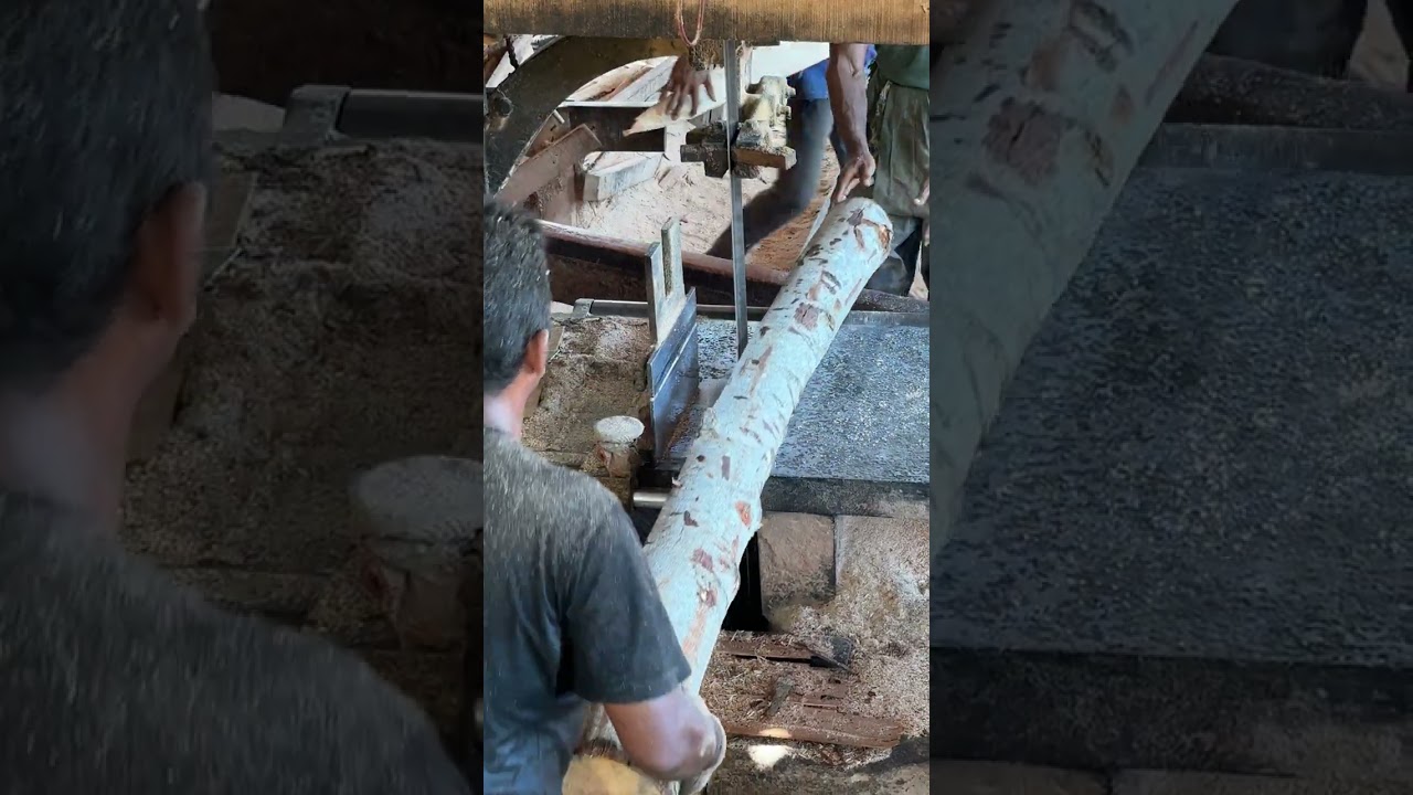 Behind the Scenes with Expert Sawmill Operators