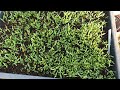 พริกหัวเรือ Sprouts | แยกต้นกล้าพริกอนุบาล | How to grow Chilli (18/02/2019)