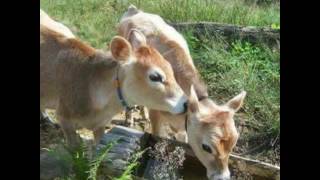 İmranlım Bir Yana Dünya Bir Yana