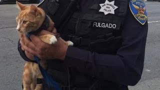 Cat Saves Suspect's Life In Stand-Off
