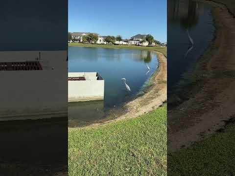 Young Alligator near Bay Lake Elementary School #alligator