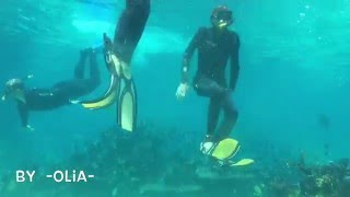 Underwater swimming with Sharks