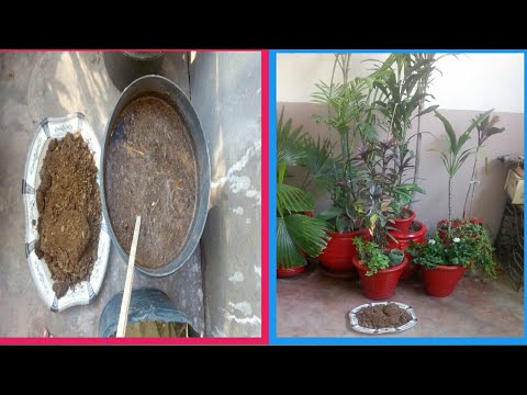 How Much And When We Use Cow Dung In A Pots Youtube