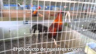 2Da Presentacion Video De Los Poderosos Gallos C 11 Carlos Villalobos Venta Internacional