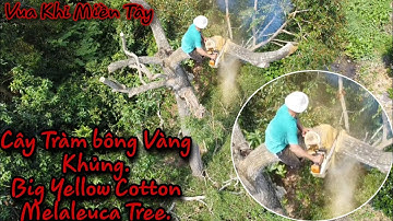 Vua Khỉ (Ba Tùng) cưa cây Tràm Bông Vàng Khủng. "Monkey King Saw Giant Melaleuca Melaleuca Trees"