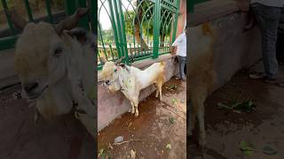 45000Rs Ka Kota Bakra