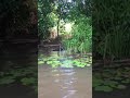 Massive 19 feets Saltwater crocodile in Sri Lanka