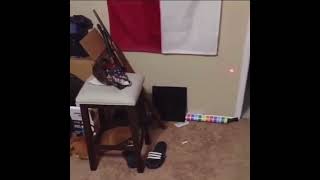 The Cat Is Played With A Laser From A Pistol