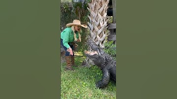 Jaws the Alligator welcomes Savannah Home‼️ #gatorland #alligator #florida