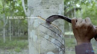 Agridence Rubber Grow Module 1  Rubber tapping