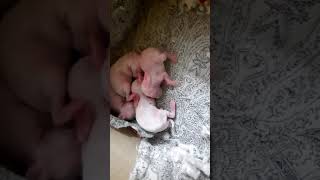 Cute baby bunnies|| 4 days old baby bunnies...🐰🐰❤❤