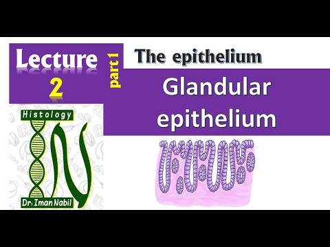 Video: Glandular sabrsizlik yoki glandular balzam: tavsif