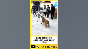 Inilah detik detik anjing melawan robot ⁉️ #shorts #animals #robot