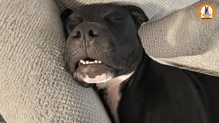 My Dad Feared Pitbulls…Until He Met My Rescue Dog