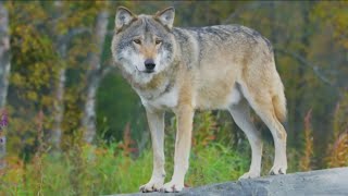Idaho denies Colorado's request for gray wolves