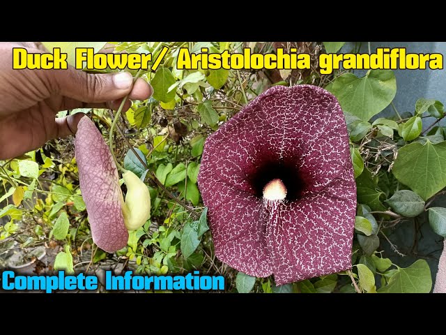 Duck flower From Honduras (Aristolochia Grandiflora)