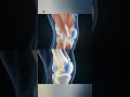The Mechanics of Motion: 3D Knee Joint Anatomy & Ligaments #anatomy #shortvideo
