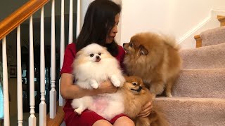 Cute pomeranian is so excited to see  Mommy come home