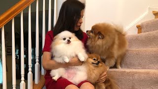 Cute pomeranian is so excited to see Mommy come home