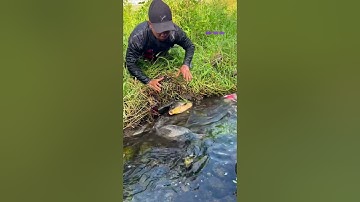 Cá Lớn - bắt Cá Chép Khủng ẩn nấp dưới cỏ 😱 #khacthuyvlogg