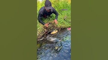 Cá Lớn - bắt Cá Chép Khủng ẩn nấp dưới cỏ 😱 #khacthuyvlogg