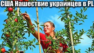 USA КИНО 1309. Нашествие украинцев на Польшу USA КИНО 1309. Нашествие украинцев на Польшу