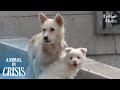Mama Dog Gave Birth To Pups Even With A Wire Choking Her | Animal in Crisis Ep 287
