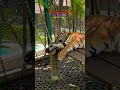 Phuket Tiger Kingdom #phuket #thailand #travel #vibes #trip #tigerkingdom #tiger #play #nature #love