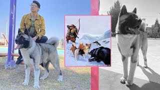 el EMPERADOR del mundo canino: AKITA AMERICANO