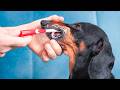 Brush My Teeth If You Can! Cute & funny dachshund dog video!