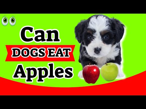 Quick Answer Is Cinnamon Applesauce Bad For Dogs Bikehike Quick Answer Is Cinnamon Applesauce Bad For Dogs Bikehike