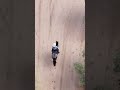 Confused Loping is a useful exercise to help teach a horse to travel in a straight line