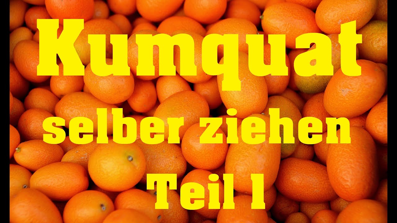Kumquat selber ziehen Projekt 1 Teil 1